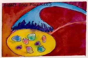 IC.Egg-follicles-300x199